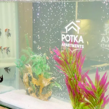 Апартаменты Potka Tirane *