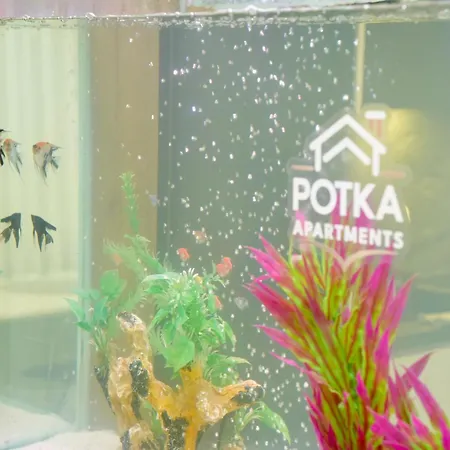 Potka Tirane *