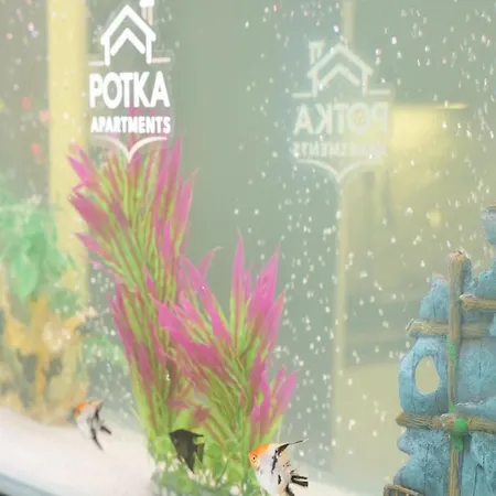 Potka Tirane * Yzberish